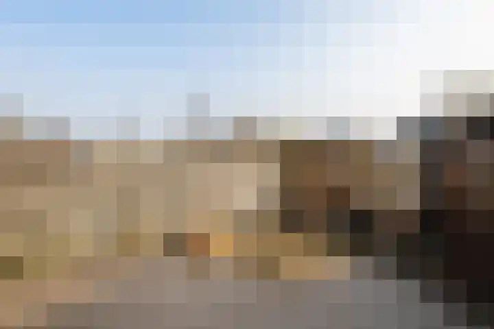 Buizerd 22 Baflo thumbnail 32