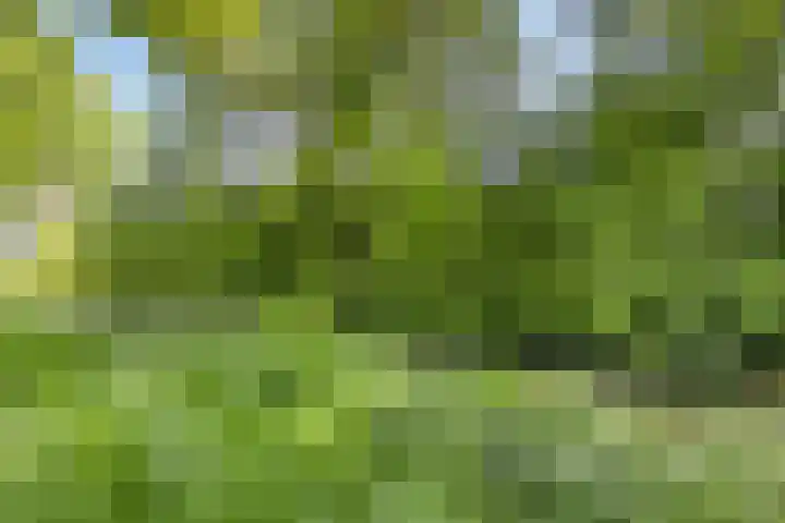 Buizerd 22 Baflo thumbnail 5