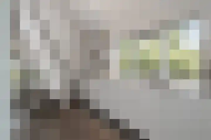 Buizerdweg 110 Alkmaar thumbnail 12