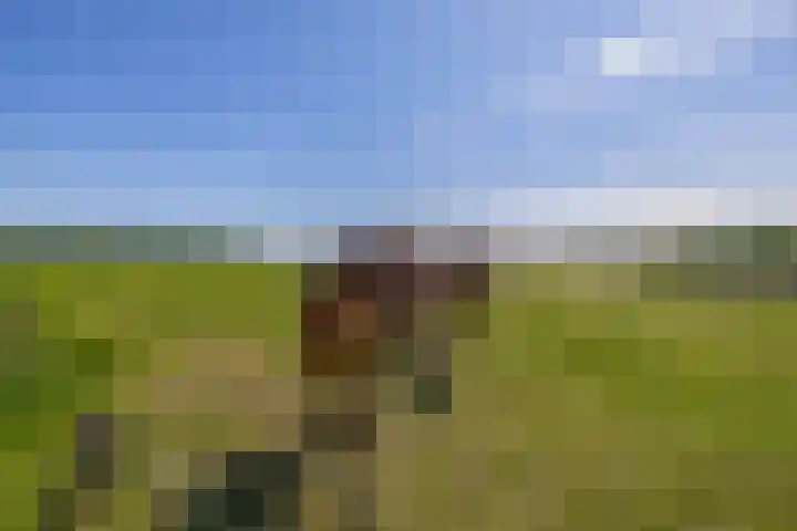 Buizerdweg 2 Heusden thumbnail 38