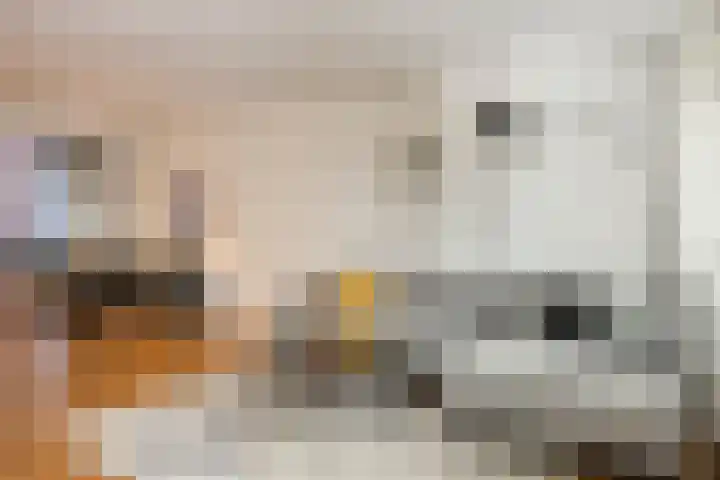 Bulgersteynhof 11 B Rotterdam thumbnail 9
