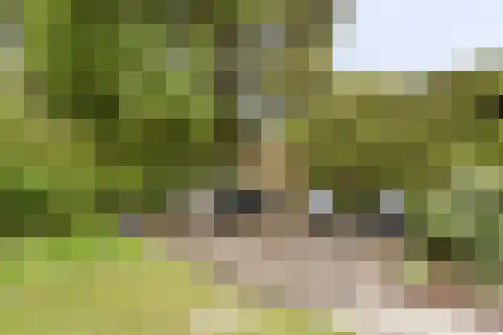 Bunders 2 Lieshout thumbnail 30