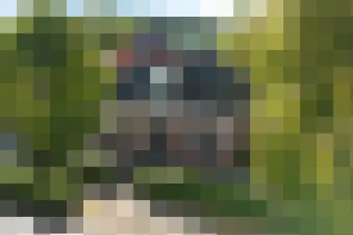 Buorren 8 Bitgum