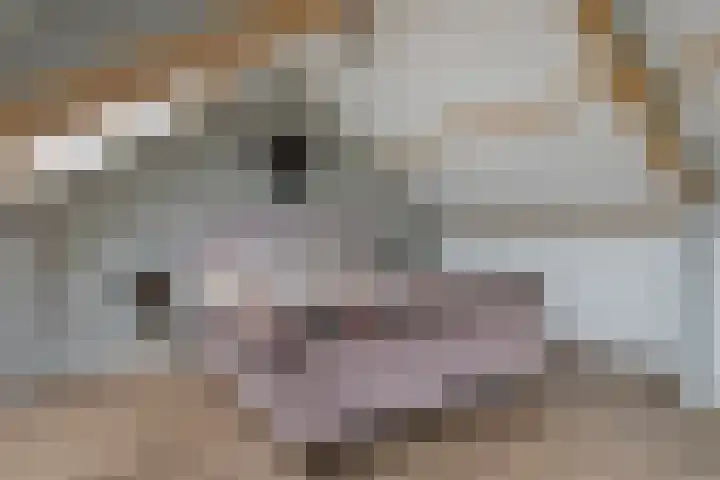 Burchtstraat 8 Zuilichem thumbnail 30