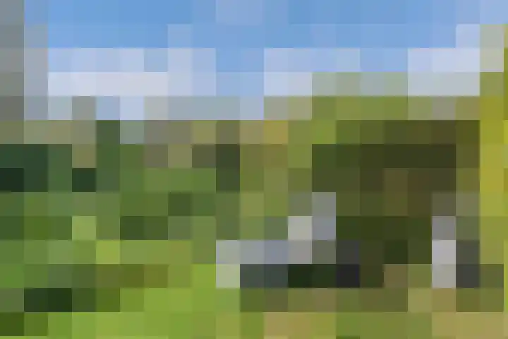Buren 23 Longerhouw thumbnail 55