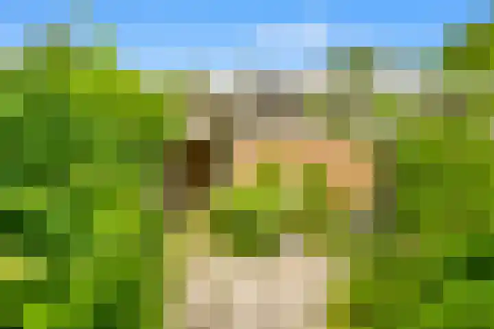 Buwitsacker 21 Castricum thumbnail 21