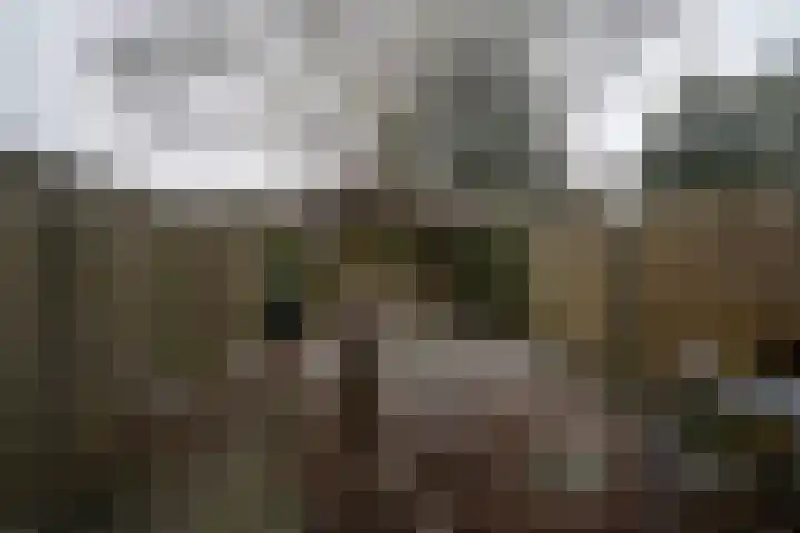 Callistopad 6 Helmond thumbnail 28