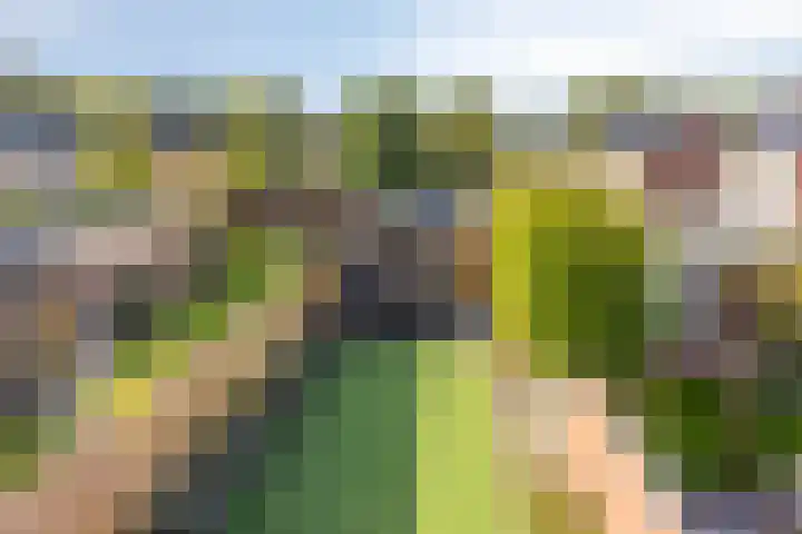 Campinge 12 Zuidlaren thumbnail 49