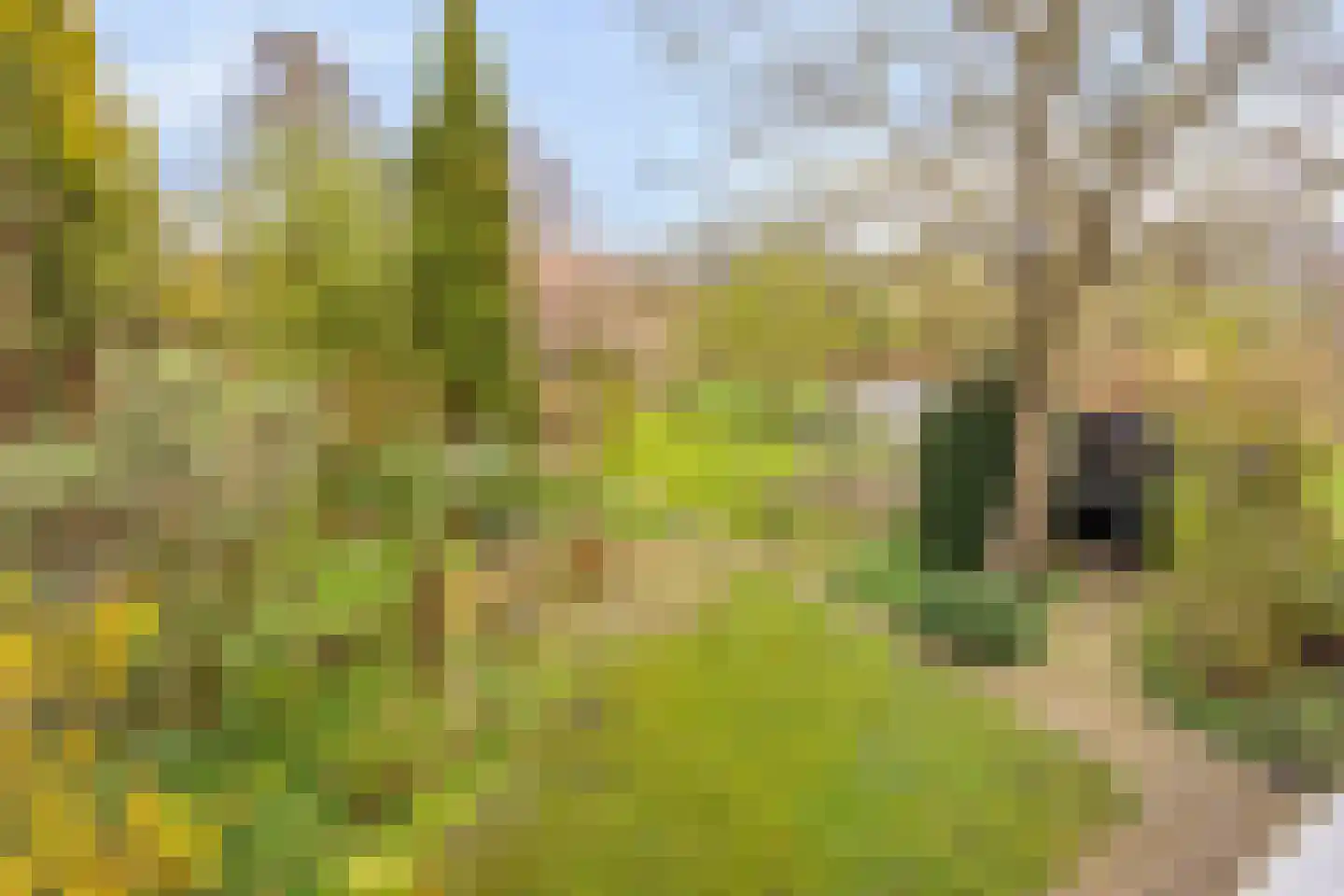 Cannenburg 40 Barneveld thumbnail 26
