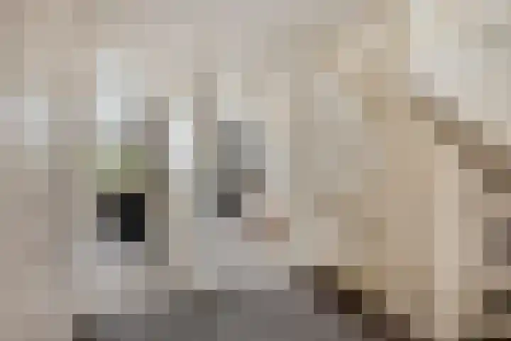 Cannenburg 6 Barneveld thumbnail 15