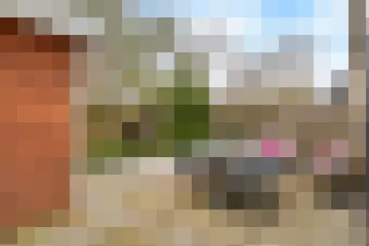 Cantharel 1 Amersfoort thumbnail 16