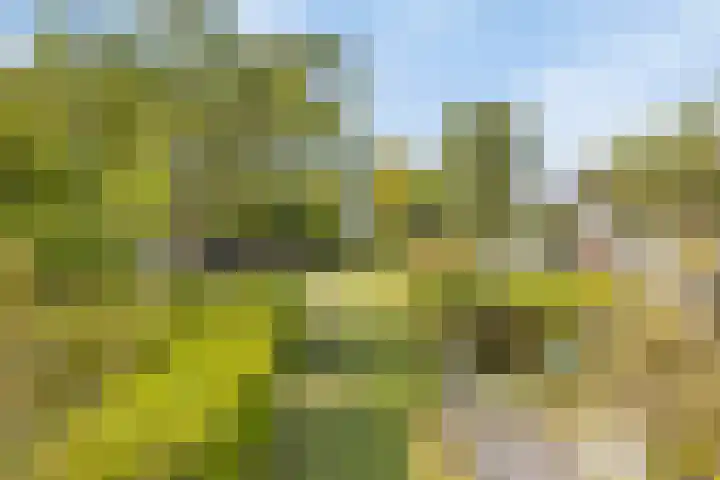 Capelseweg 3 A 's Gravenmoer thumbnail 31