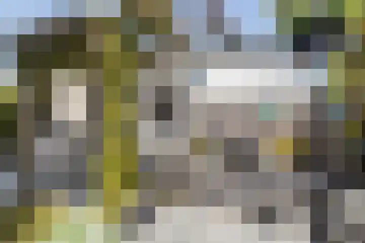 Cardium 25 Kamperland thumbnail 16