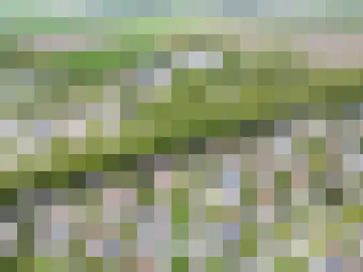 Cardium 25 Kamperland thumbnail 75