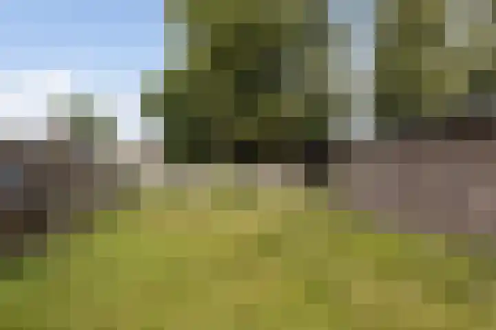 Carstenswijk 69 Elim thumbnail 5