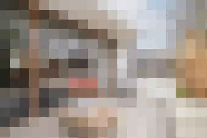 Catsveld 45 Gouda thumbnail 22