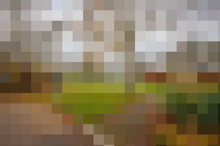 Catsveld 45 Gouda thumbnail 32