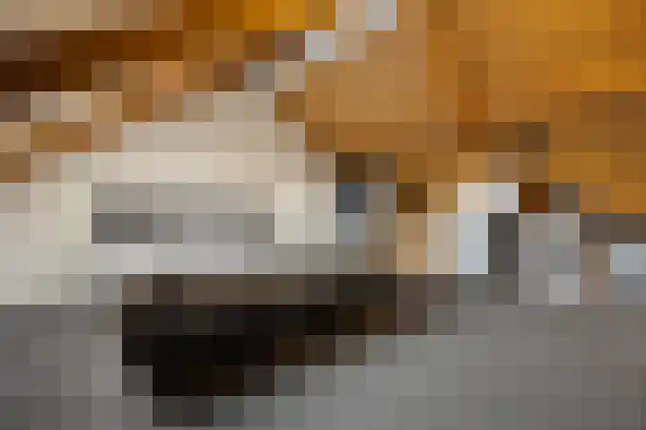 Cellopad 10 Duiven thumbnail 31