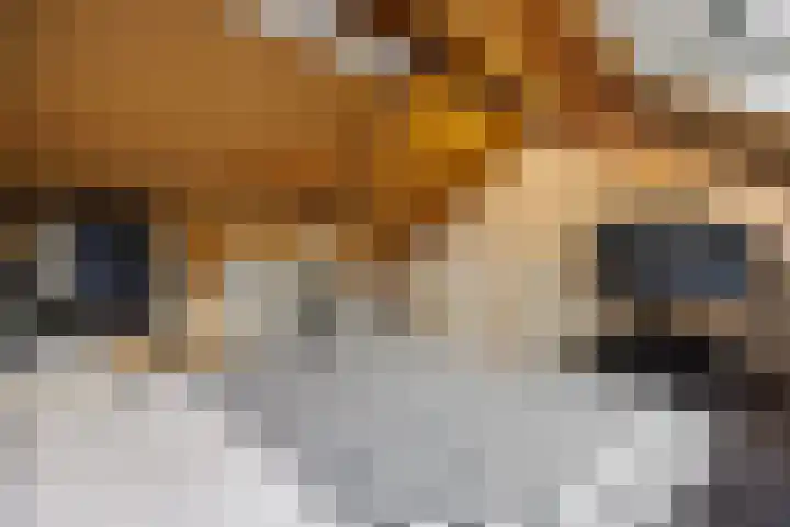 Cellopad 10 Duiven thumbnail 32