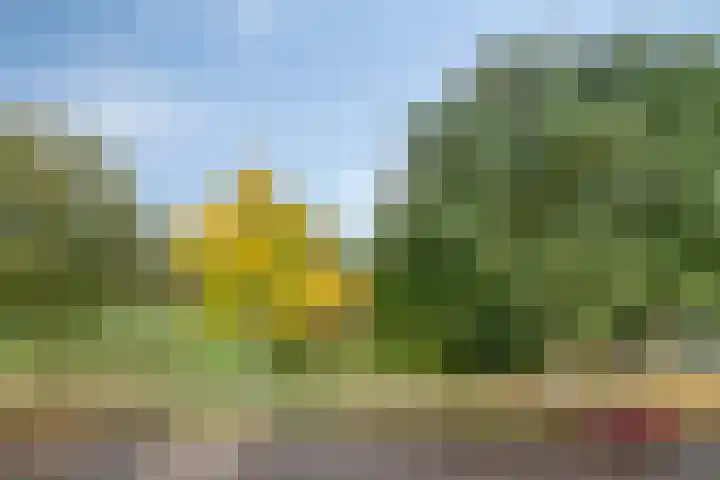 Cellostraat 69 Uden thumbnail 38