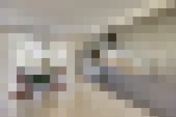 Chirurgijnsgilde 20 Dronten thumbnail 14