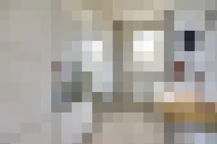 Chirurgijnsgilde 20 Dronten thumbnail 23