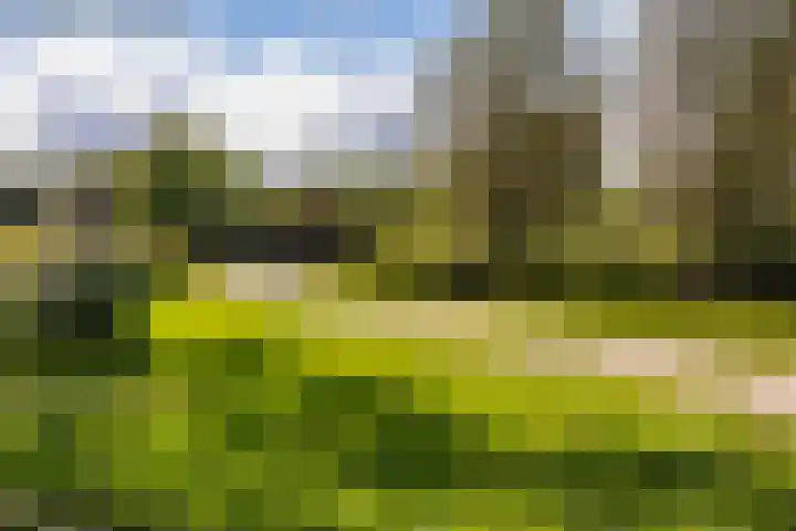 Cimbaalpad 2 Duiven thumbnail 37