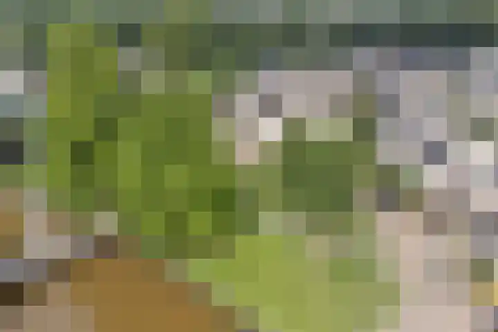 Clemenswerth 10 Norg thumbnail 49