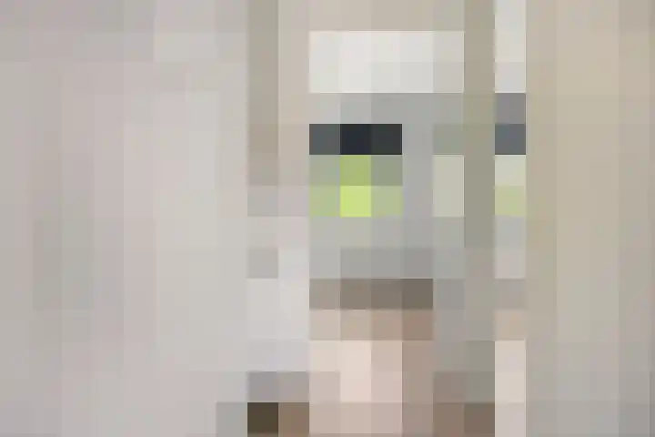 Clompen Camp 3 Sambeek thumbnail 14