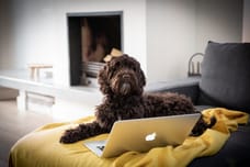 Foto van Coco - Snuffelstagiair