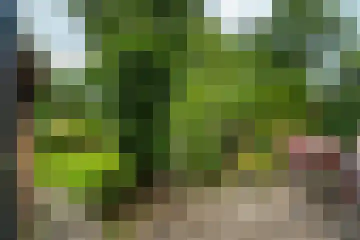 Collenkamp 8 Zevenaar thumbnail 32