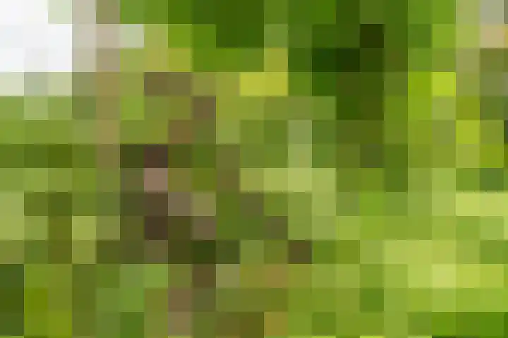 Compagnonsweg 33 Ravenswoud thumbnail 50