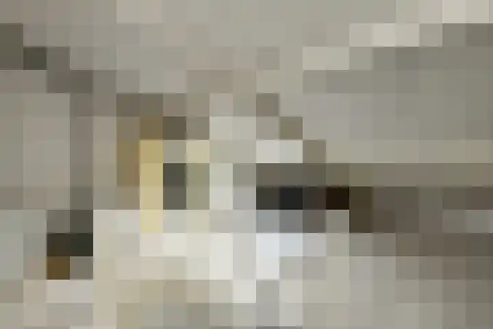Conference 16 Elst thumbnail 37