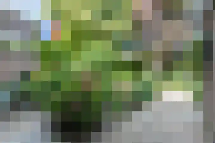 Coornhertdreef 26 Leiderdorp thumbnail 32
