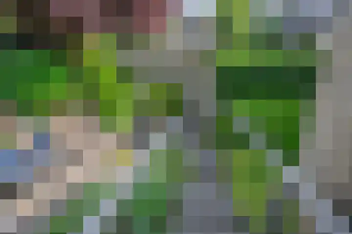 Cornelis Dopperlaan 10 Dieren thumbnail 27