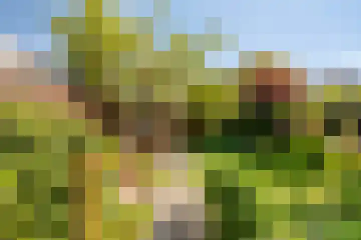 Curielaan 1 Pijnacker thumbnail 24