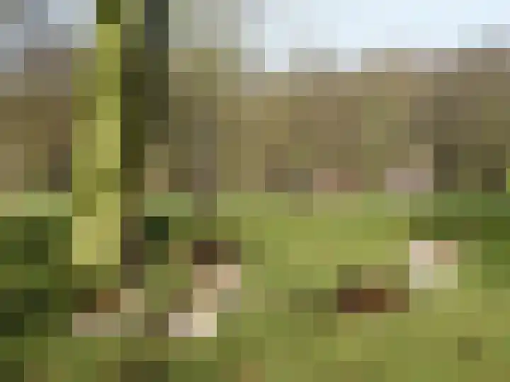 Cypergras 203 Den Haag thumbnail 51