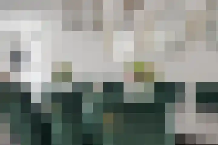 Cyprus 14 Zoetermeer thumbnail 12