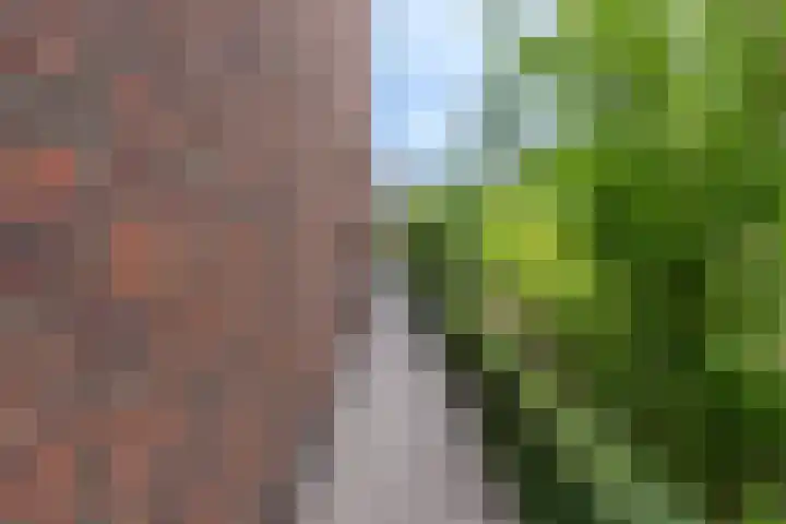 d'n Hof 74 Overloon thumbnail 11