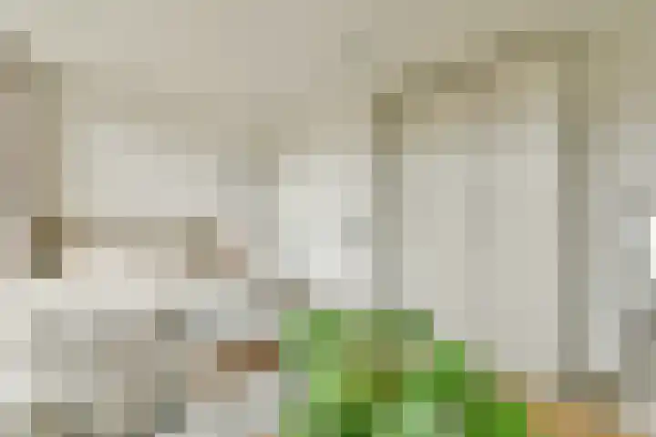 Da Costakade 202 Amsterdam thumbnail 19