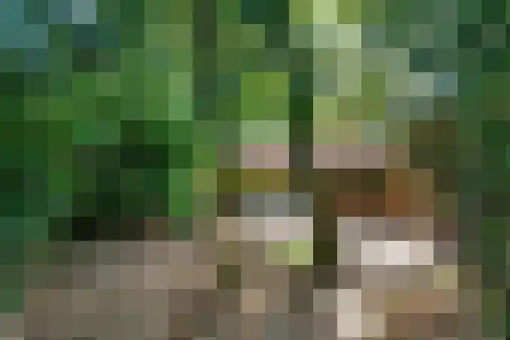 Daalhuizerweg 27 Velp thumbnail 51
