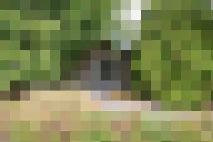 Daalhuizerweg 4 Velp thumbnail 14