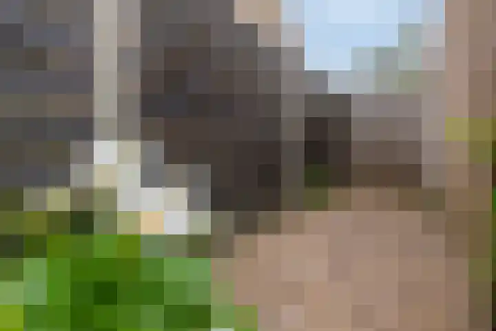 Dabbestraat 24 Oude-Tonge thumbnail 33