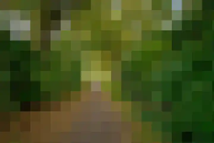 Dal 25 Tolbert thumbnail 8