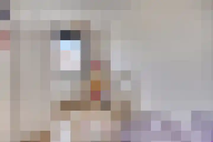 Dalidastraat 4 Lent thumbnail 33