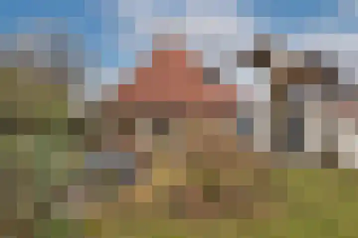 Dalkruid 40 Delden thumbnail 35