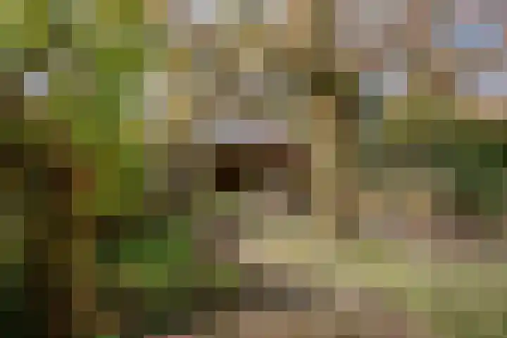 Dalkruid 8 Zeewolde thumbnail 37