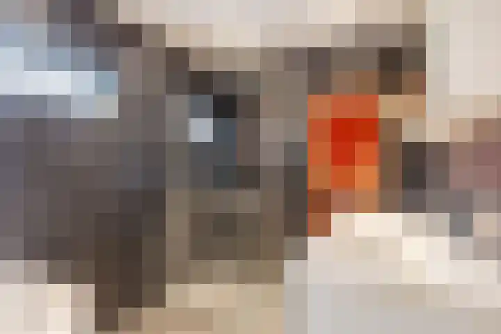 Dam 1 a Strijen thumbnail 18