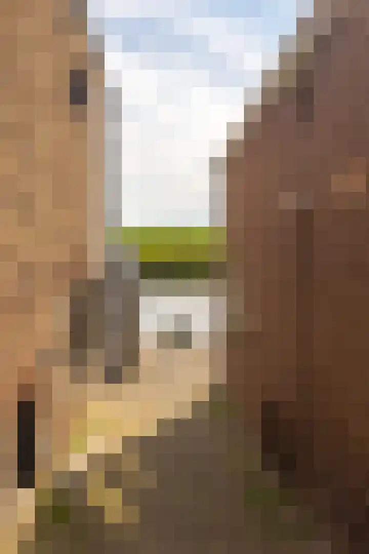 Dam 59 Arkel thumbnail 38