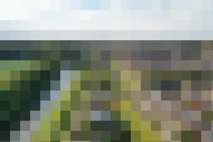 Damast 5 Almelo thumbnail 29